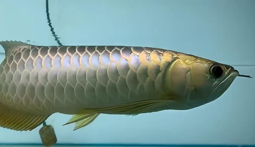 前往金龍魚祥龍魚場怎么走？，前往金龍魚祥龍魚場怎么走 前往金龍魚祥龍魚場怎么走？，前往金龍魚祥龍魚場怎么走 龍魚百科 第3張