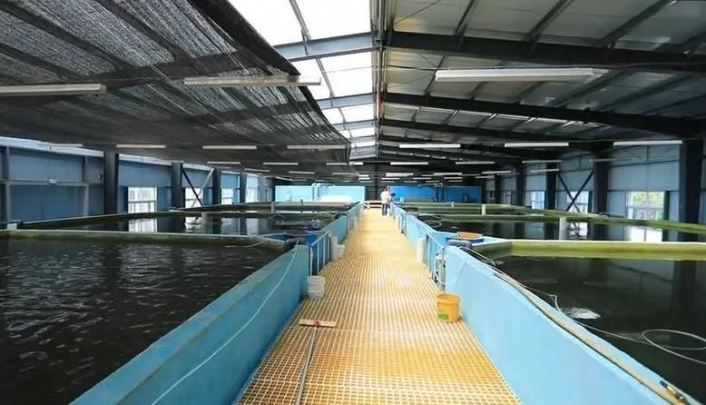 隆林龍魚的養(yǎng)殖技術(shù)，廣西隆林龍魚養(yǎng)殖技術(shù)