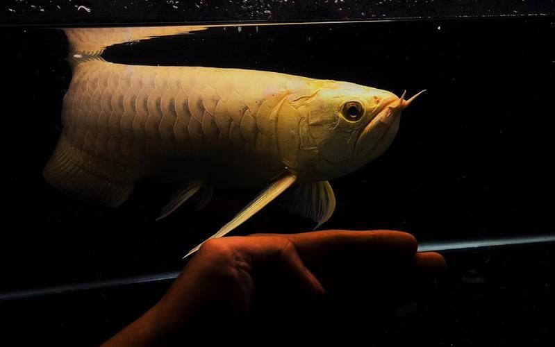 金頭龍魚的市場價格是多少，金頭龍魚市場價格是多少金頭龍魚的飼養方法是什么