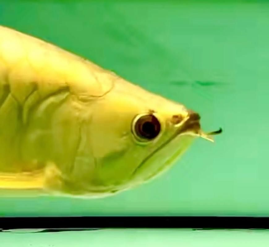 金頭龍魚的市場價格是多少，金頭龍魚市場價格是多少金頭龍魚的飼養方法是什么