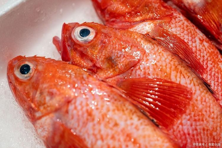 給我一些紅色魚類的養殖圖片，關于紅色魚類養殖的一些圖片