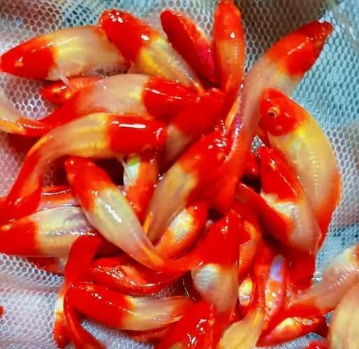 給我一些紅色魚類的養殖圖片，關于紅色魚類養殖的一些圖片