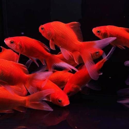 給我一些紅色魚類的養殖圖片，關于紅色魚類養殖的一些圖片