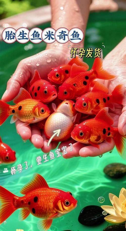 給我一些紅色魚類的養殖圖片，關于紅色魚類養殖的一些圖片