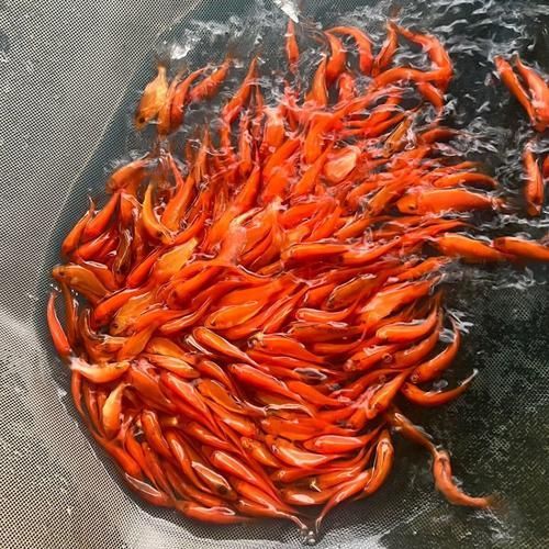 給我一些紅色魚類的養殖圖片，關于紅色魚類養殖的一些圖片