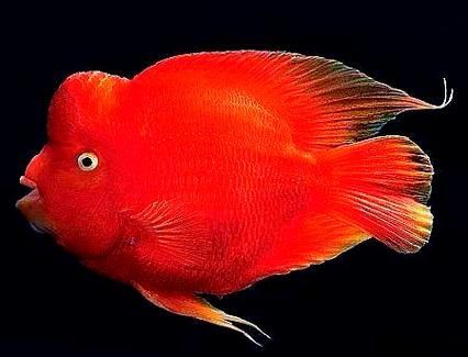 給我一些紅色魚類的養殖圖片，關于紅色魚類養殖的一些圖片