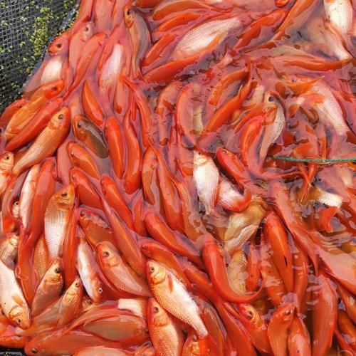 給我一些紅色魚類的養殖圖片，關于紅色魚類養殖的一些圖片