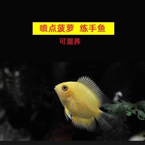 噴點菠蘿魚，噴點菠蘿魚特寫：噴點菠蘿魚（pencilfish）