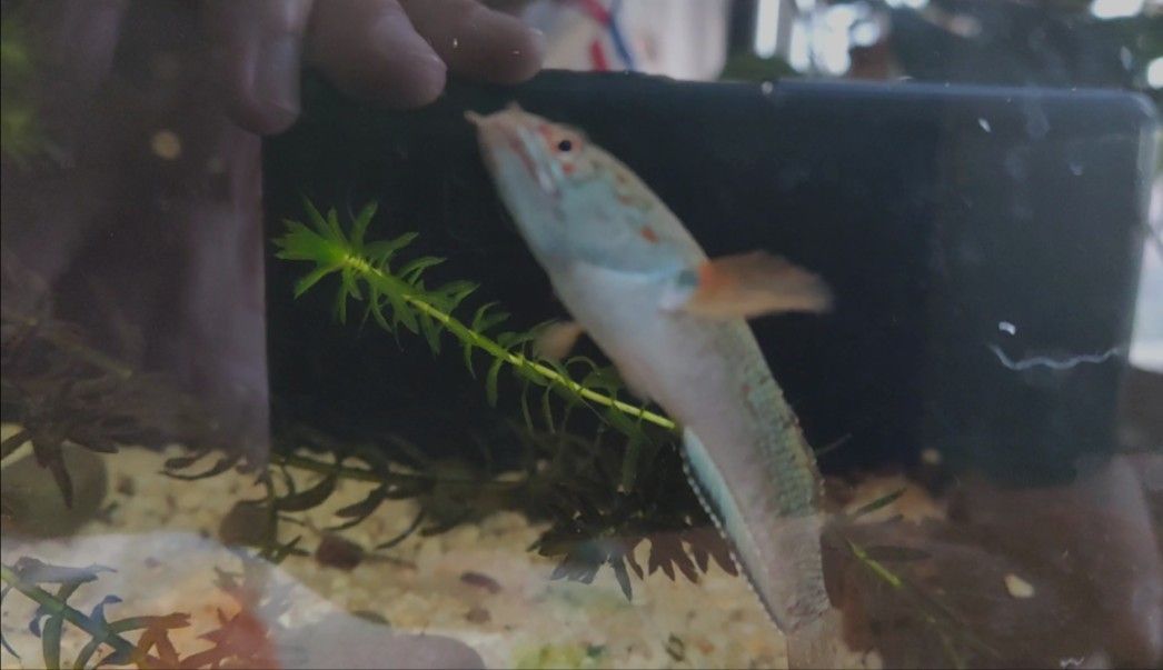 雷龍魚(yú)鰭充血最簡(jiǎn)單三個(gè)過(guò)程，雷龍魚(yú)的鰭充血的三個(gè)步驟