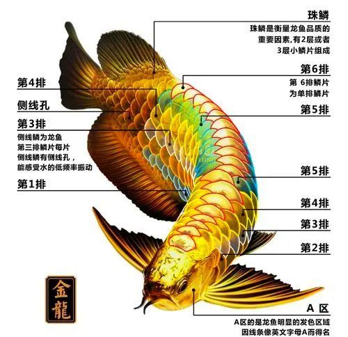 如何鑒別金龍魚(yú)品種和等級(jí)，如何鑒別金龍魚(yú)品種及種及種類