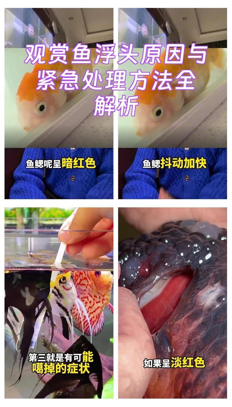 如何預防魚暗浮頭的發生，如何預防魚暗浮頭