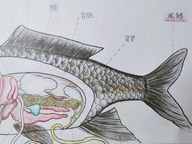 有哪些方法可以促進珠鱗亮化，增色飼料、珠鱗亮化、環境優化