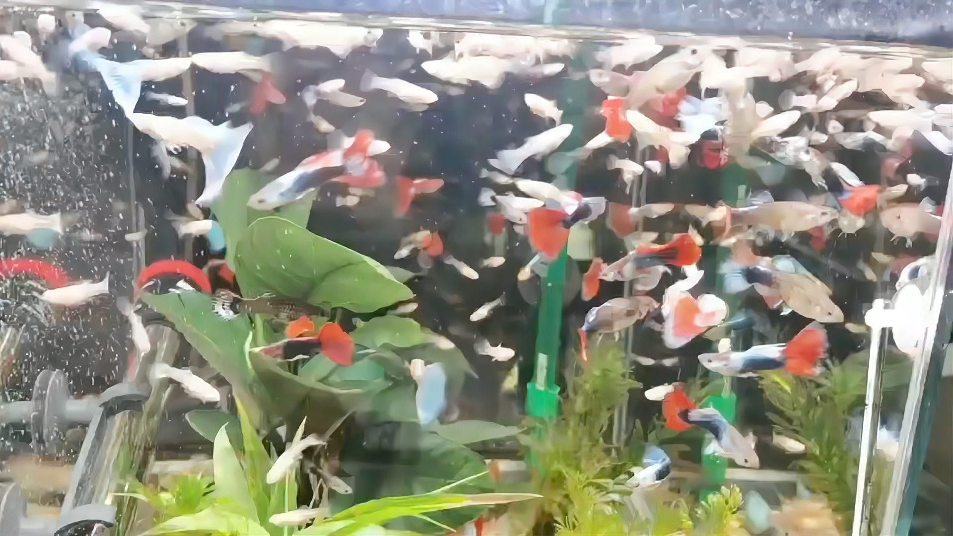 哪些藥物對(duì)魚(yú)破皮有效，如何判斷魚(yú)破皮嚴(yán)重