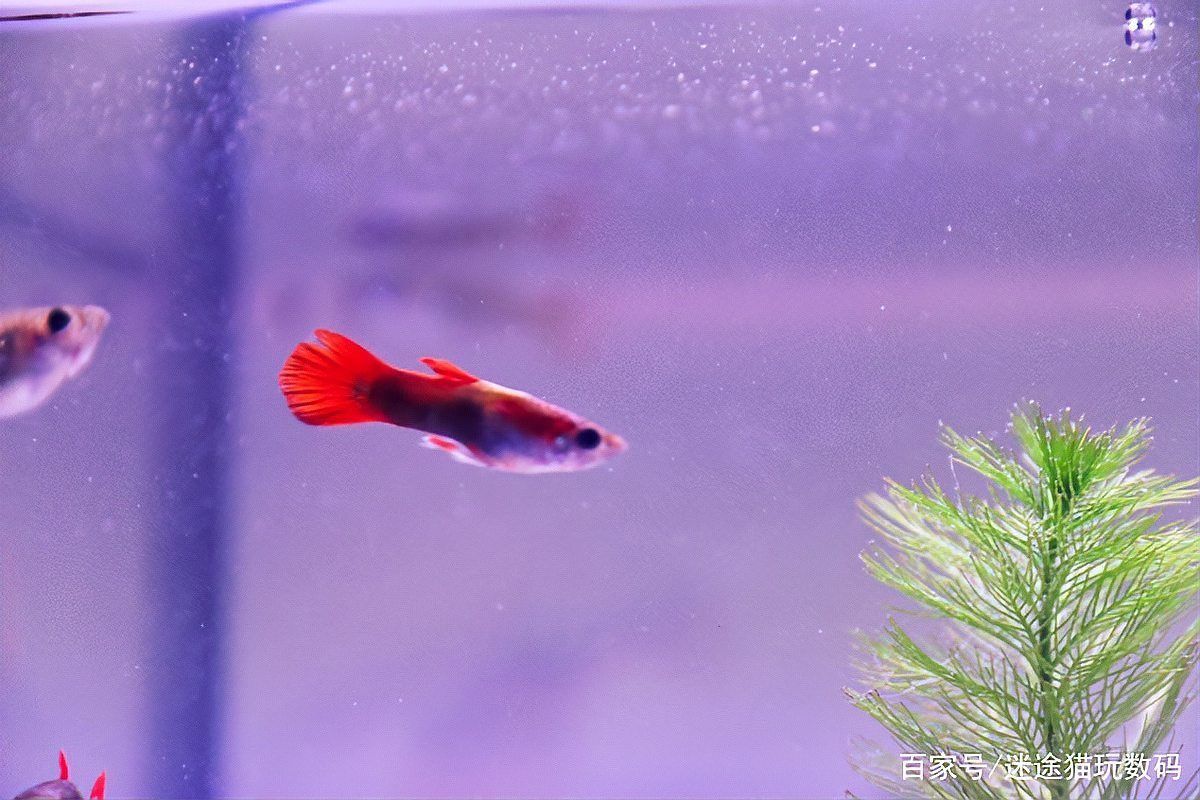 漢霸和特魚氏哪個更智能？，漢霸和特魚氏哪個更“智能體更智能”智能魚缸