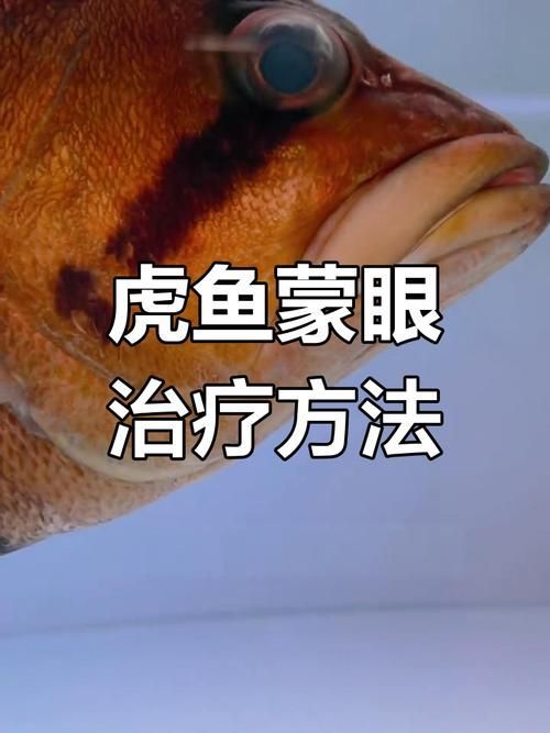 給我一些預防魚蒙眼的圖片，如何預防魚蒙眼