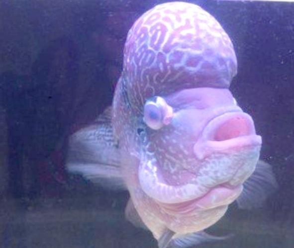 給我一些預防魚蒙眼的圖片，如何預防魚蒙眼