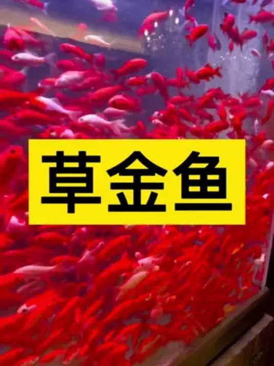 有哪些魚苗品種適合新手養殖？，哪些魚苗品種適合新手養殖？