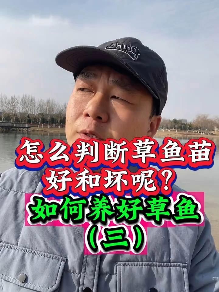 有哪些魚苗品種適合新手養殖？，哪些魚苗品種適合新手養殖？