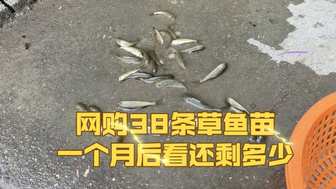 有哪些魚苗品種適合新手養殖？，哪些魚苗品種適合新手養殖？