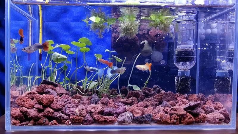 如何監測魚缸中的水質參數？