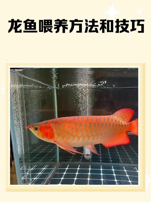 如何選擇適合龍魚的餌料？，如何選擇適合的龍魚餌料？