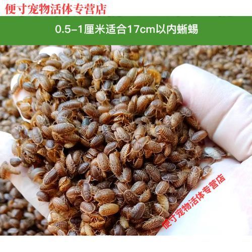 如何選擇適合龍魚的餌料？，如何選擇適合的龍魚餌料？
