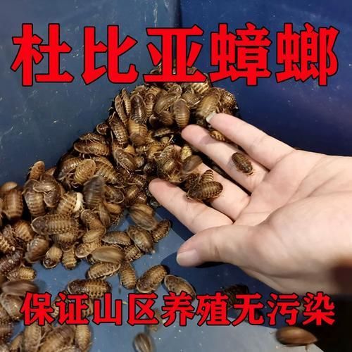 如何選擇適合龍魚的餌料？，如何選擇適合的龍魚餌料？