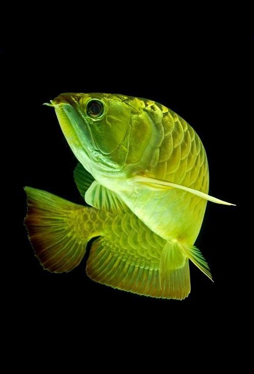 <strong><mark>滁州</mark></strong>龍魚有哪些營養價值，<strong><mark>滁州</mark></strong>龍魚有哪、營養價值調用信息整理完成，信息整理完成，去問診