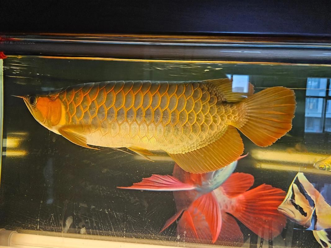 紅龍魚照片，紅龍魚的價格是多少