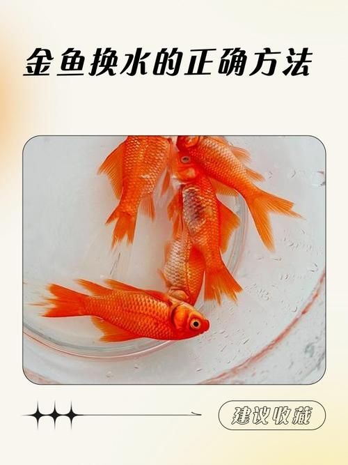 立達(dá)金龍魚換水時(shí)需要注意什么，立達(dá)金龍魚換水時(shí)需要注意什么，