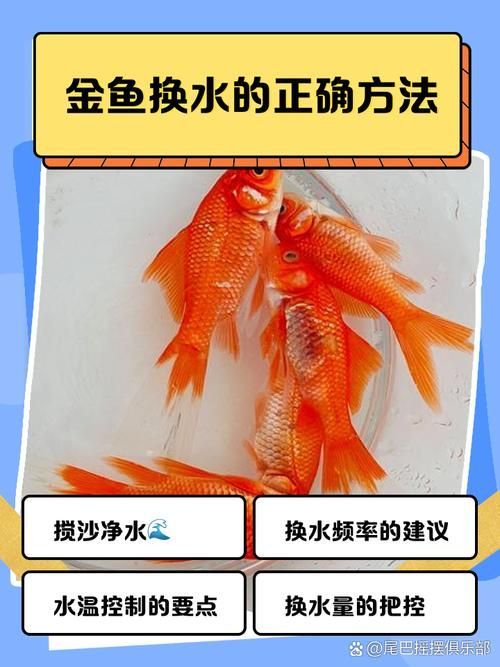 立達(dá)金龍魚換水時(shí)需要注意什么，立達(dá)金龍魚換水時(shí)需要注意什么，