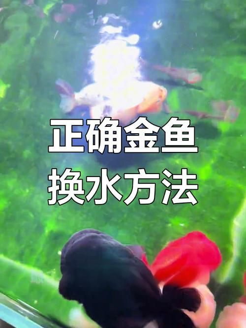 立達金龍魚換水時需要注意什么,立達金龍魚換水時需要注意什么, 龍魚百科 第4張 立達金龍魚換水時需要注意什么,立達金龍魚換水時需要注意什么, 立達金龍魚換水時需要注意什么,立達金龍魚換水時需要注意什么, 龍魚百科 第4張