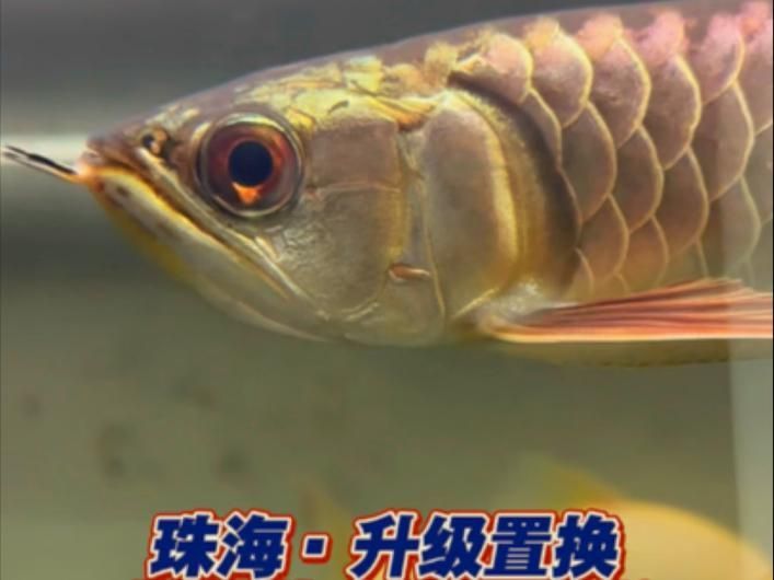 珠海龍魚有哪些獨特的品種？，淺談珠海龍魚