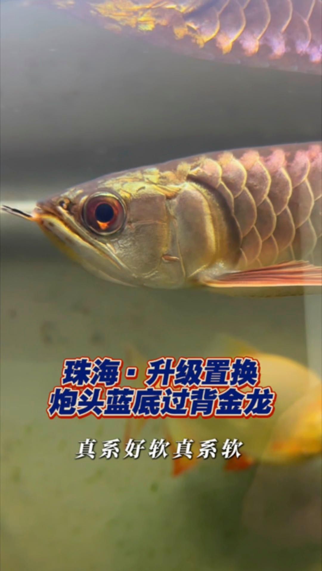 珠海龍魚有哪些獨特的品種？，淺談珠海龍魚