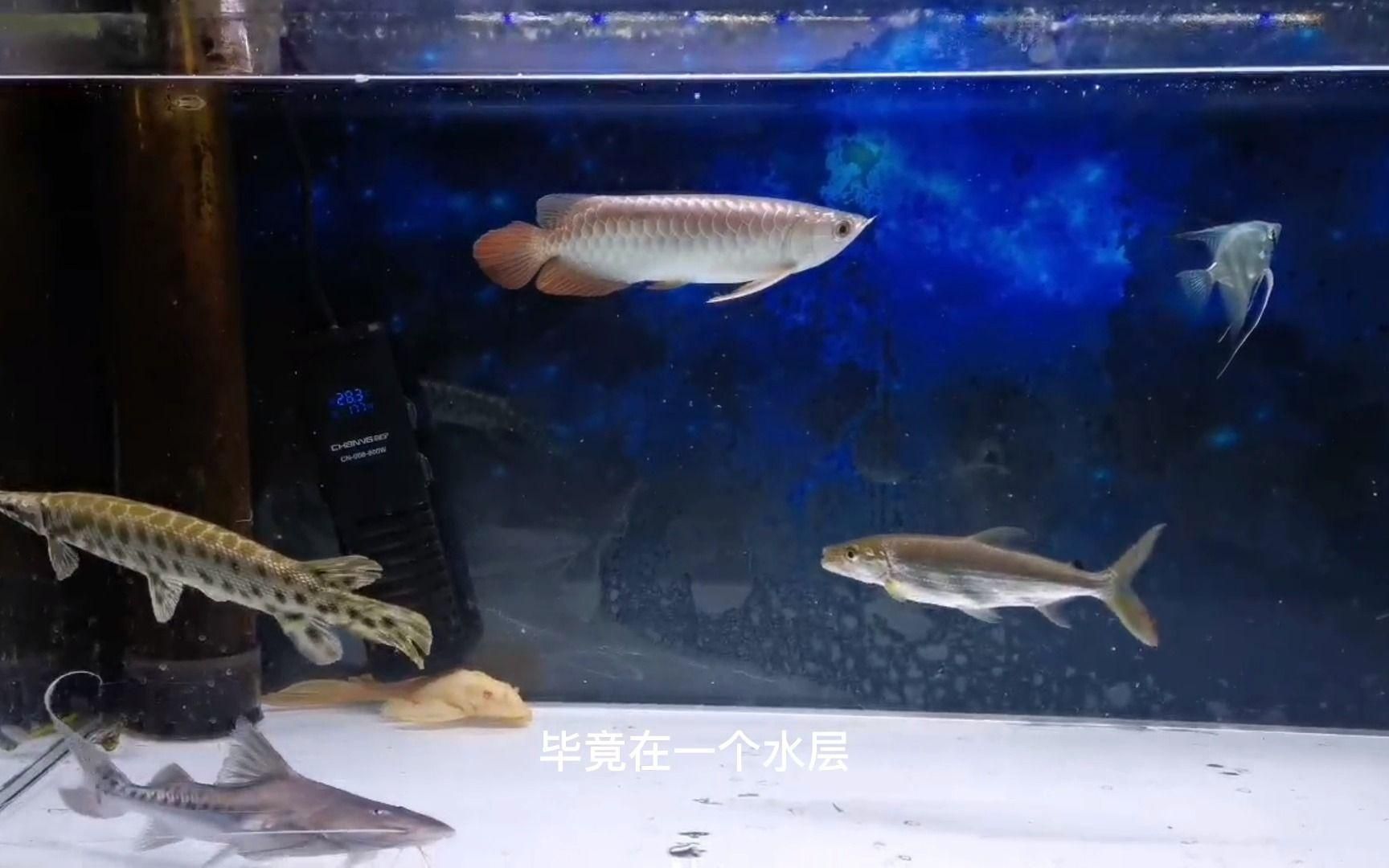 龍魚缸中哪些魚不能和龍魚一起養？，龍魚混養必看|這三類魚千萬別混養