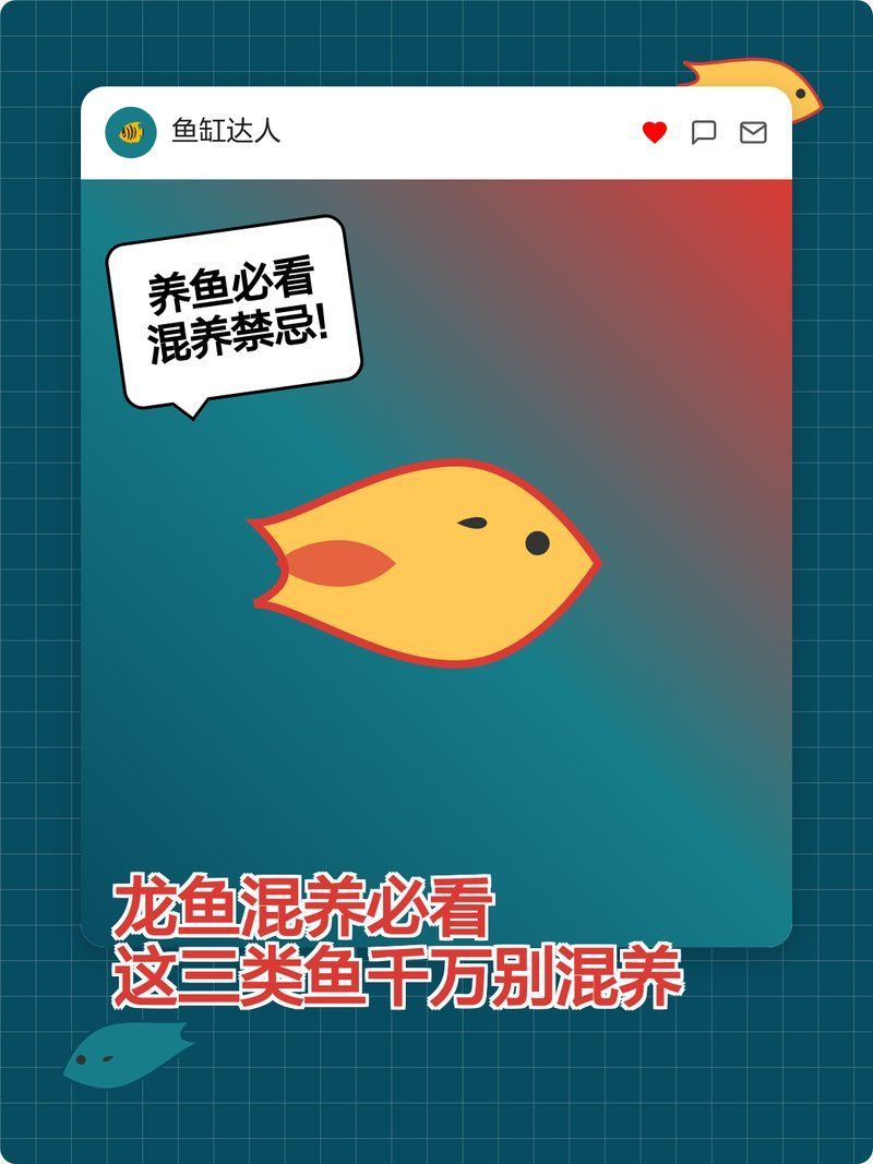 龍魚缸中哪些魚不能和龍魚一起養？，龍魚混養必看|這三類魚千萬別混養