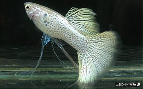 如何區分龍魚的生理性脹氣和病理性問題？