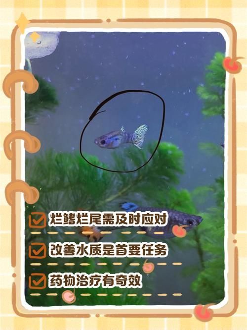 給我一些魚爛鰭爛尾的防治圖片，防治魚爛鰭爛尾的方法