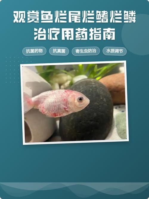 給我一些魚爛鰭爛尾的防治圖片，防治魚爛鰭爛尾的方法
