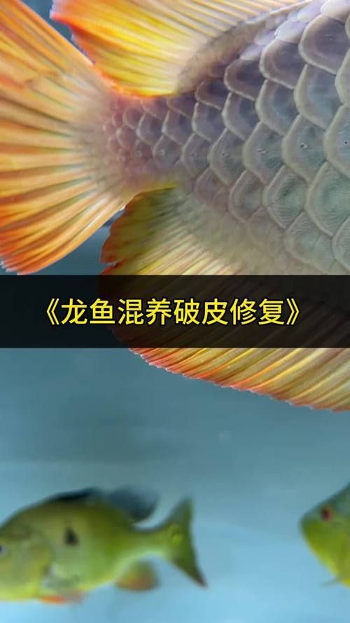 給我一些魚爛鰭爛尾的防治圖片，防治魚爛鰭爛尾的方法