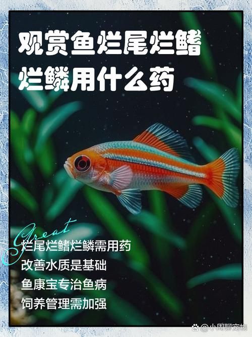 給我一些魚爛鰭爛尾的防治圖片，防治魚爛鰭爛尾的方法