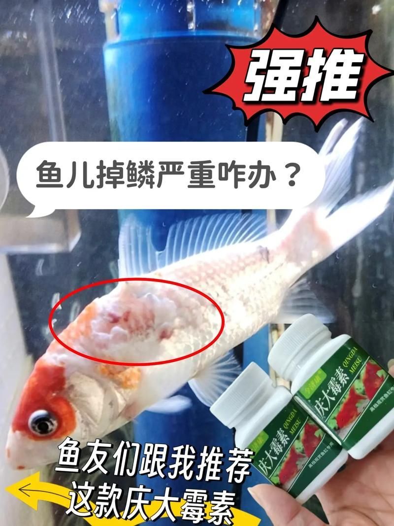 給我一些魚爛鰭爛尾的防治圖片，防治魚爛鰭爛尾的方法