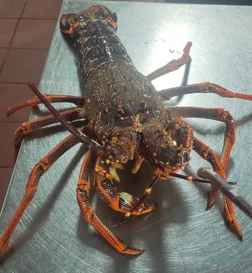 如何區分真假澳龍，如何區分真假澳龍（homarusamericanusornatus）