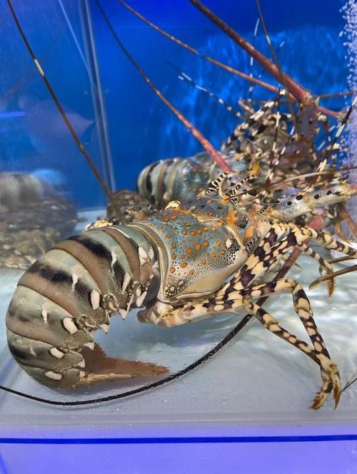 如何區分真假澳龍，如何區分真假澳龍（homarusamericanusornatus）