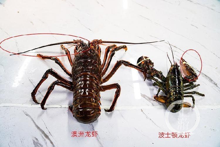 如何區分真假澳龍，如何區分真假澳龍（homarusamericanusornatus）