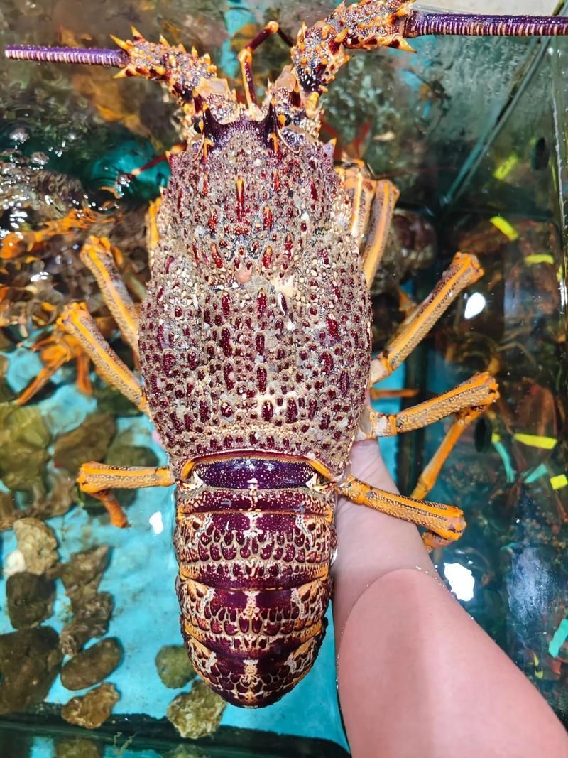 如何區分真假澳龍，如何區分真假澳龍（homarusamericanusornatus）