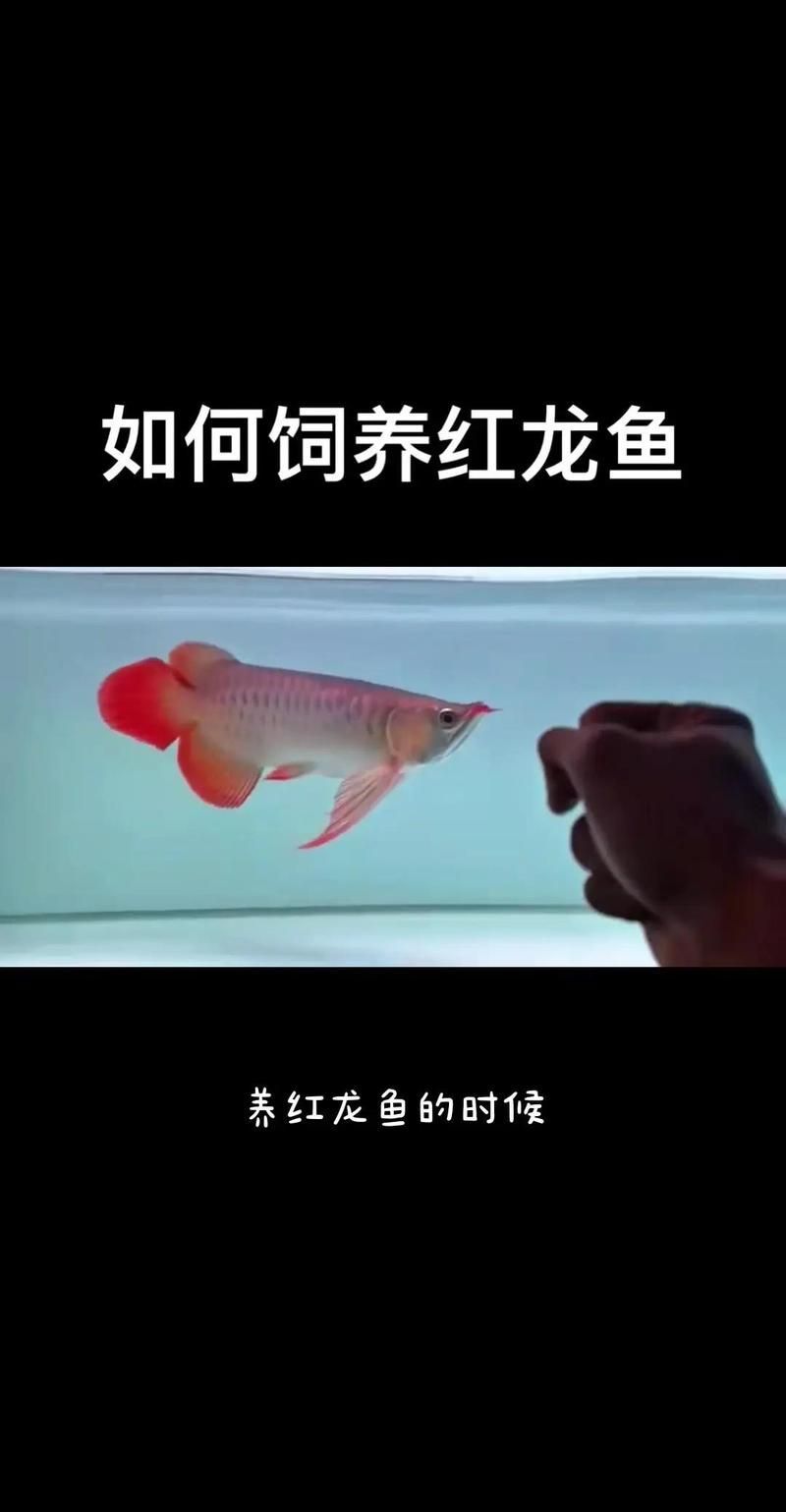 龍魚改口吃飼料期間需要多久換一次水？，龍魚吃飼料期間需要多久換一次水？