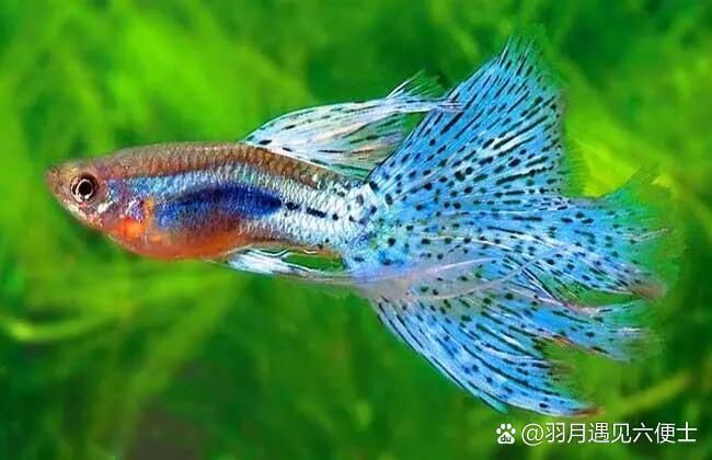 養(yǎng)孔雀魚有哪些禁忌，養(yǎng)孔雀魚有哪些禁忌，踩中一個，就可能失去一缸魚