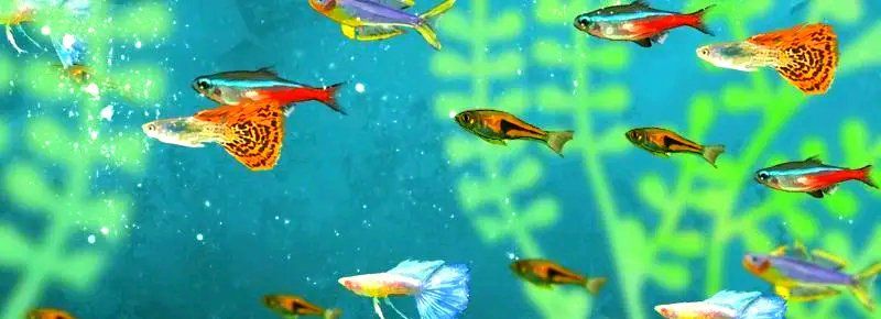 養(yǎng)孔雀魚有哪些禁忌，養(yǎng)孔雀魚有哪些禁忌，踩中一個，就可能失去一缸魚