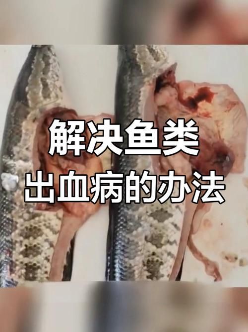 如何預防龍魚艾滋病復發？，如何預防龍魚艾滋病復發并非科學術語并非科學術語